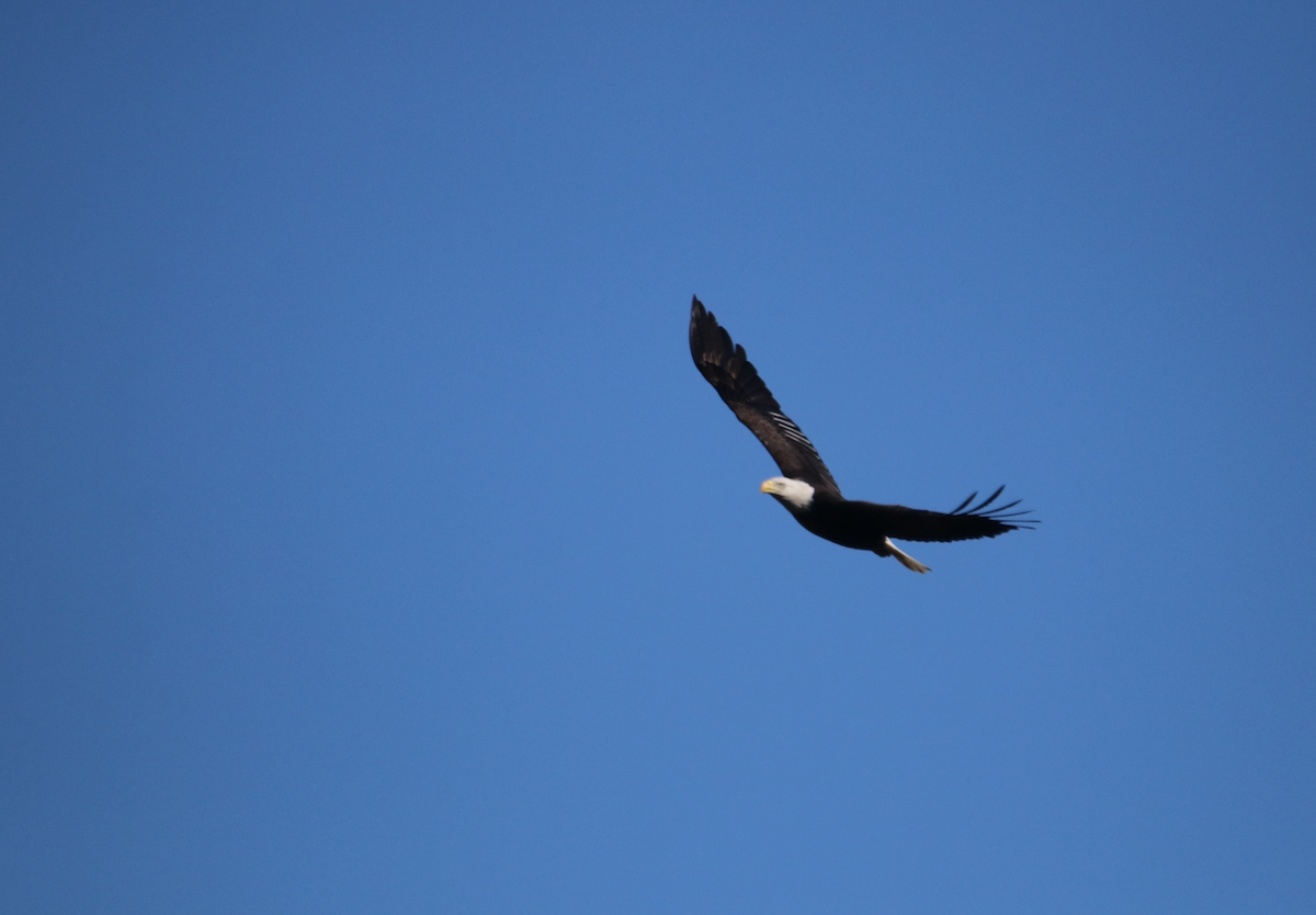 Bald Eagle - ML630199326