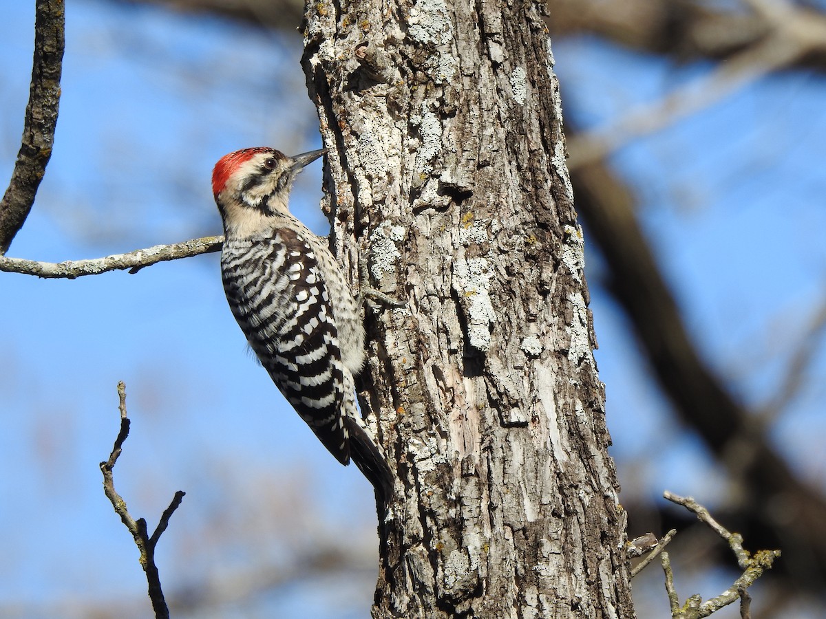 Ladder-backed Woodpecker - ML630199329