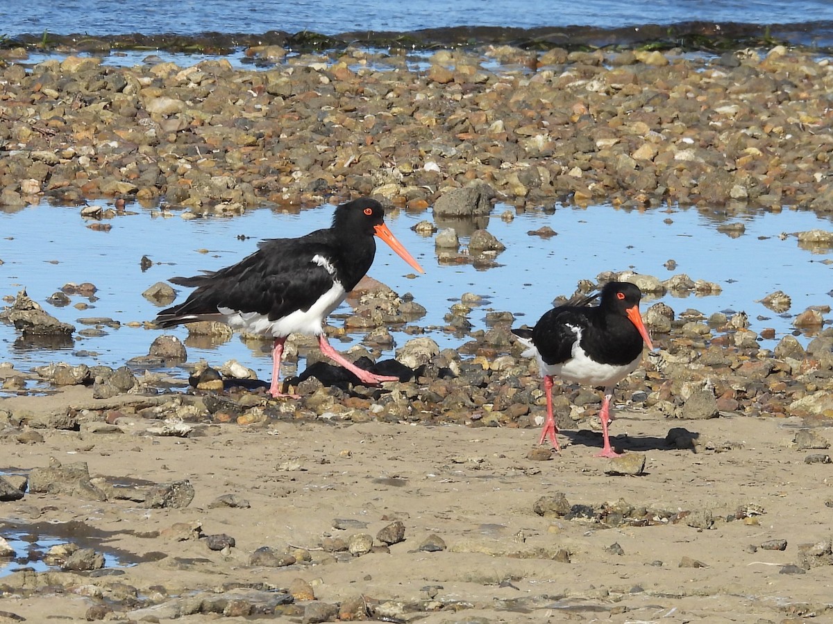 Pied Oystercatcher - ML630199361