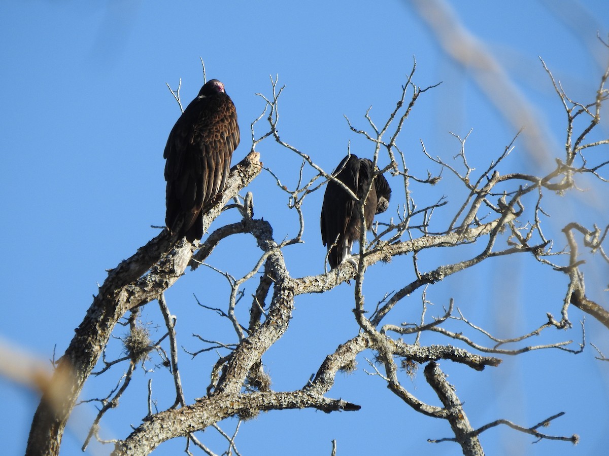 Black Vulture - ML630199371