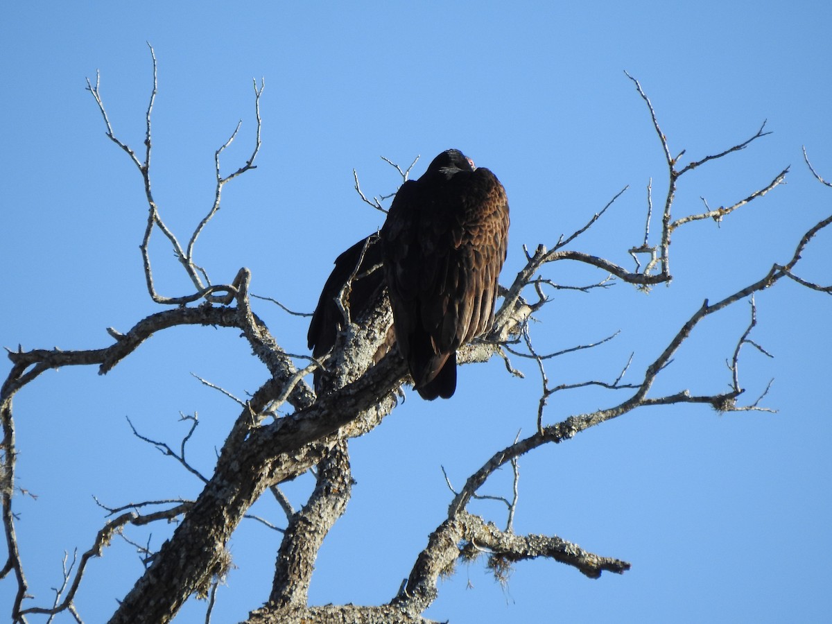 Black Vulture - ML630199372