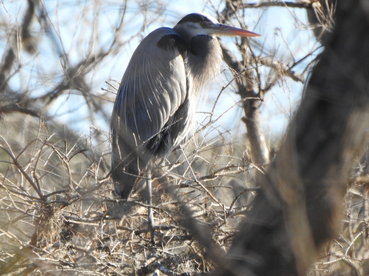 Great Blue Heron - ML630199385