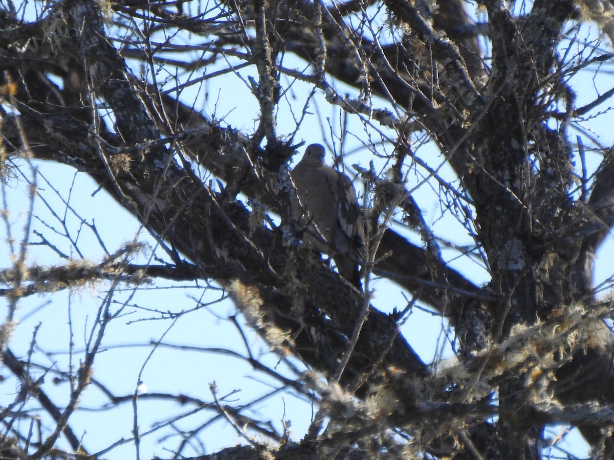 White-winged Dove - ML630199403