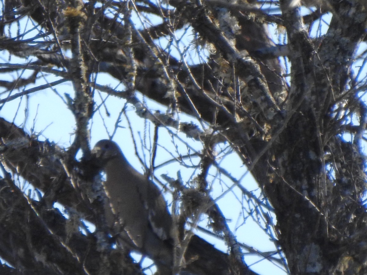 White-winged Dove - ML630199404