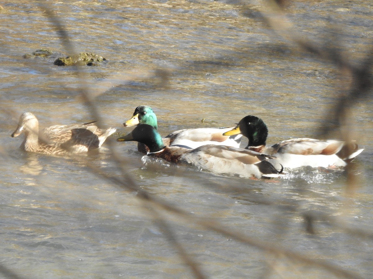 Mallard - ML630199408