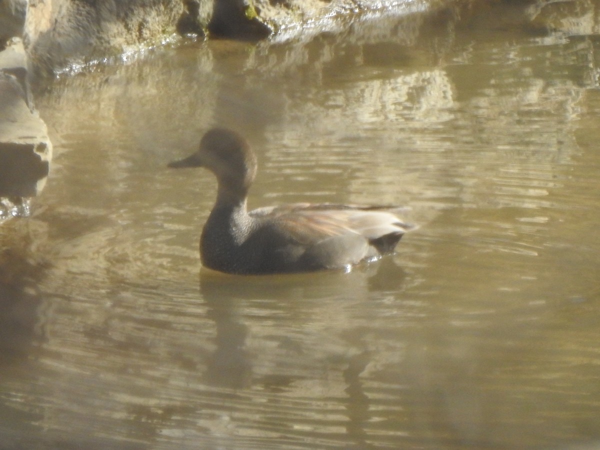 Gadwall - ML630199417