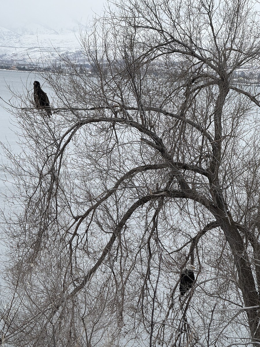 Bald Eagle - ML630199550