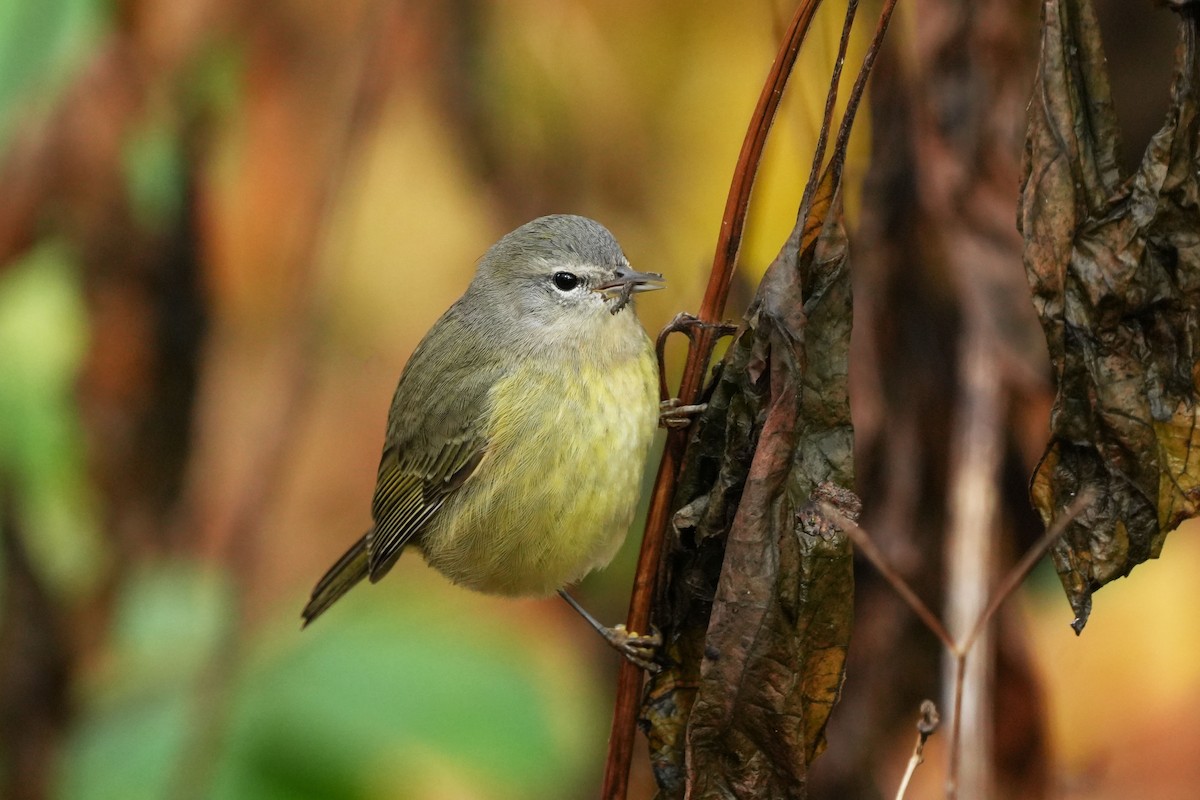 Orange-crowned Warbler - ML630199636