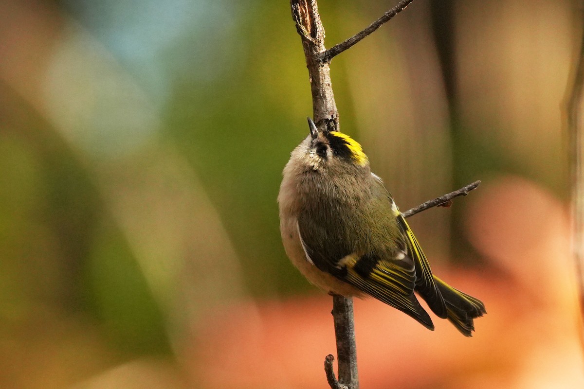 Golden-crowned Kinglet - ML630199653