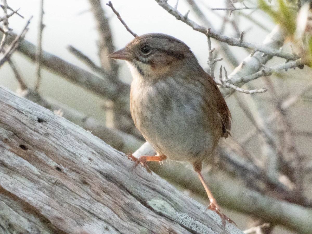 Swamp Sparrow - ML630199678