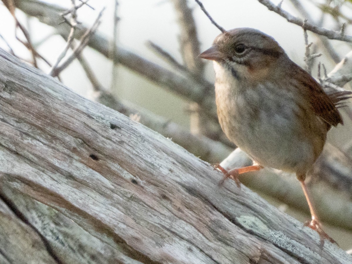 Swamp Sparrow - ML630199679