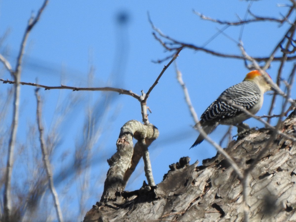 Golden-fronted x Red-bellied Woodpecker (hybrid) - ML630199703