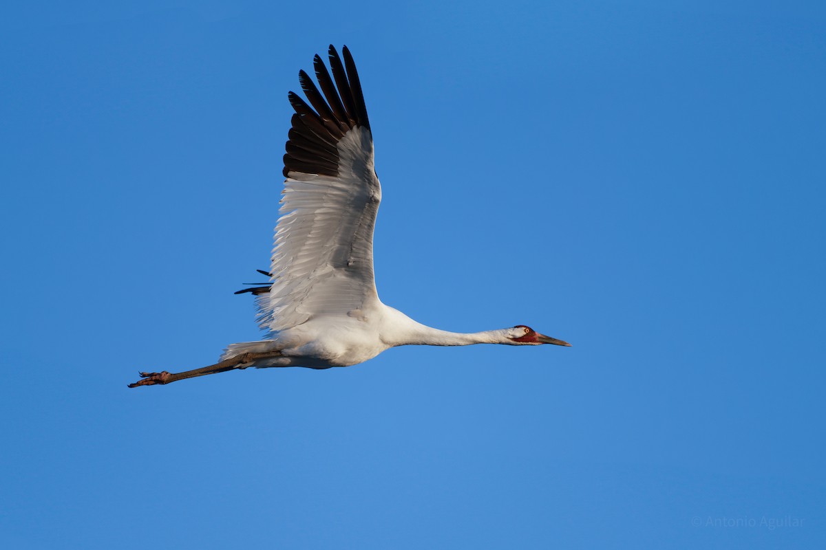 Whooping Crane - ML630199754