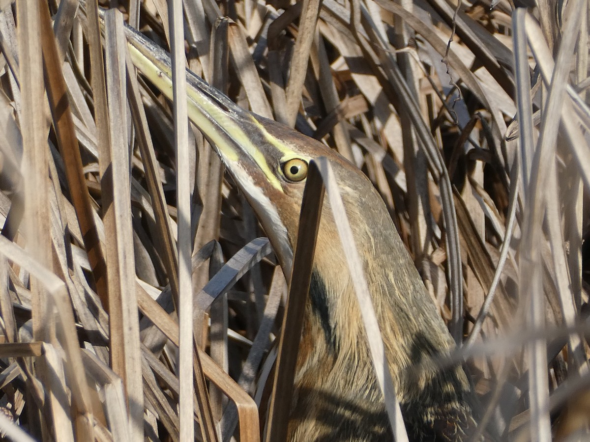 American Bittern - ML630199822