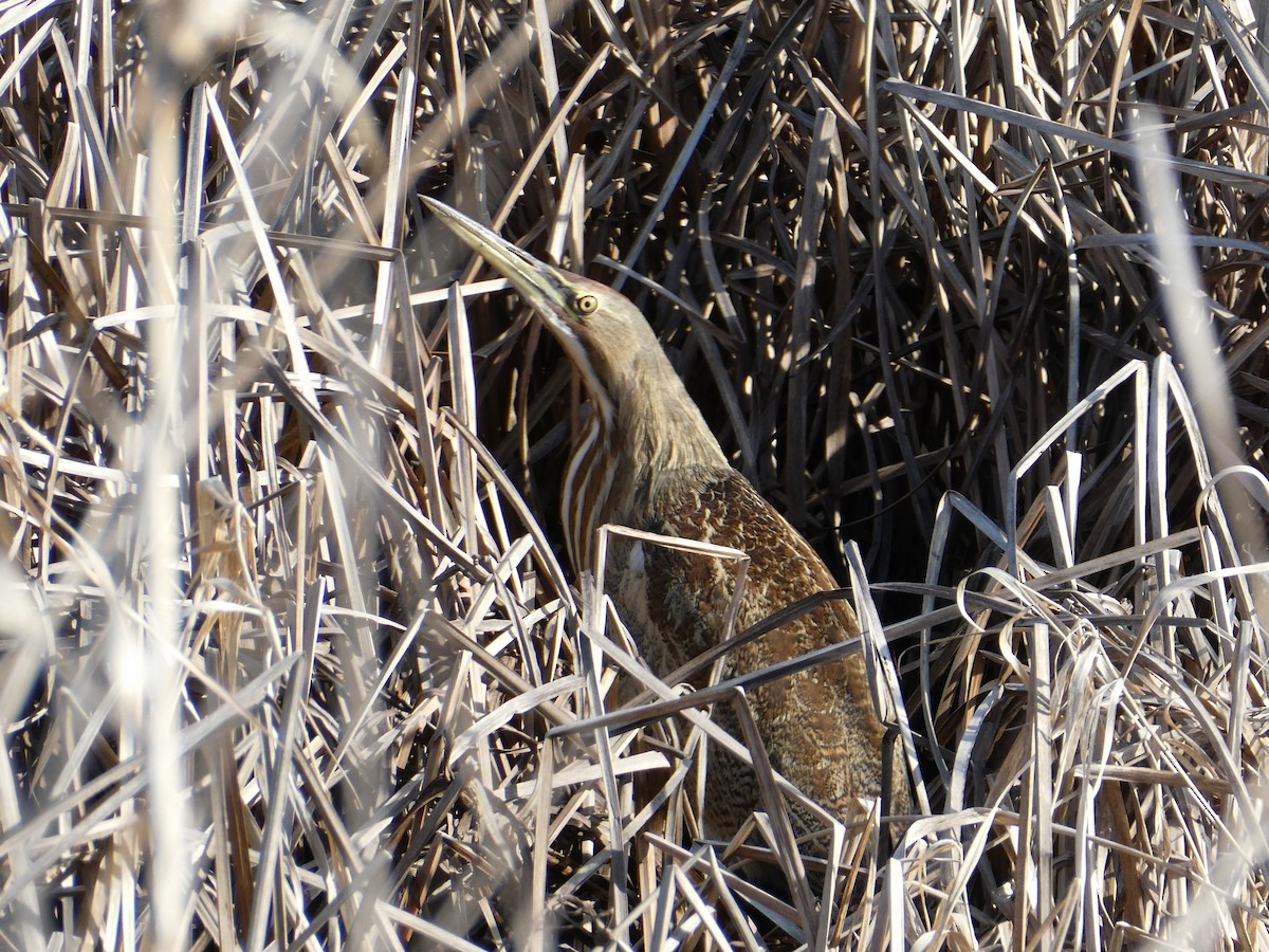 American Bittern - ML630199823