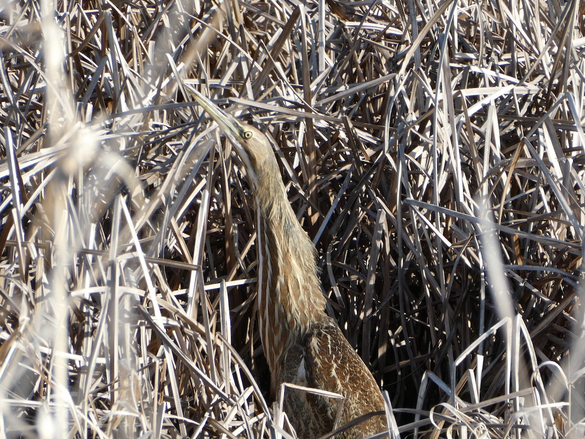 American Bittern - ML630199824