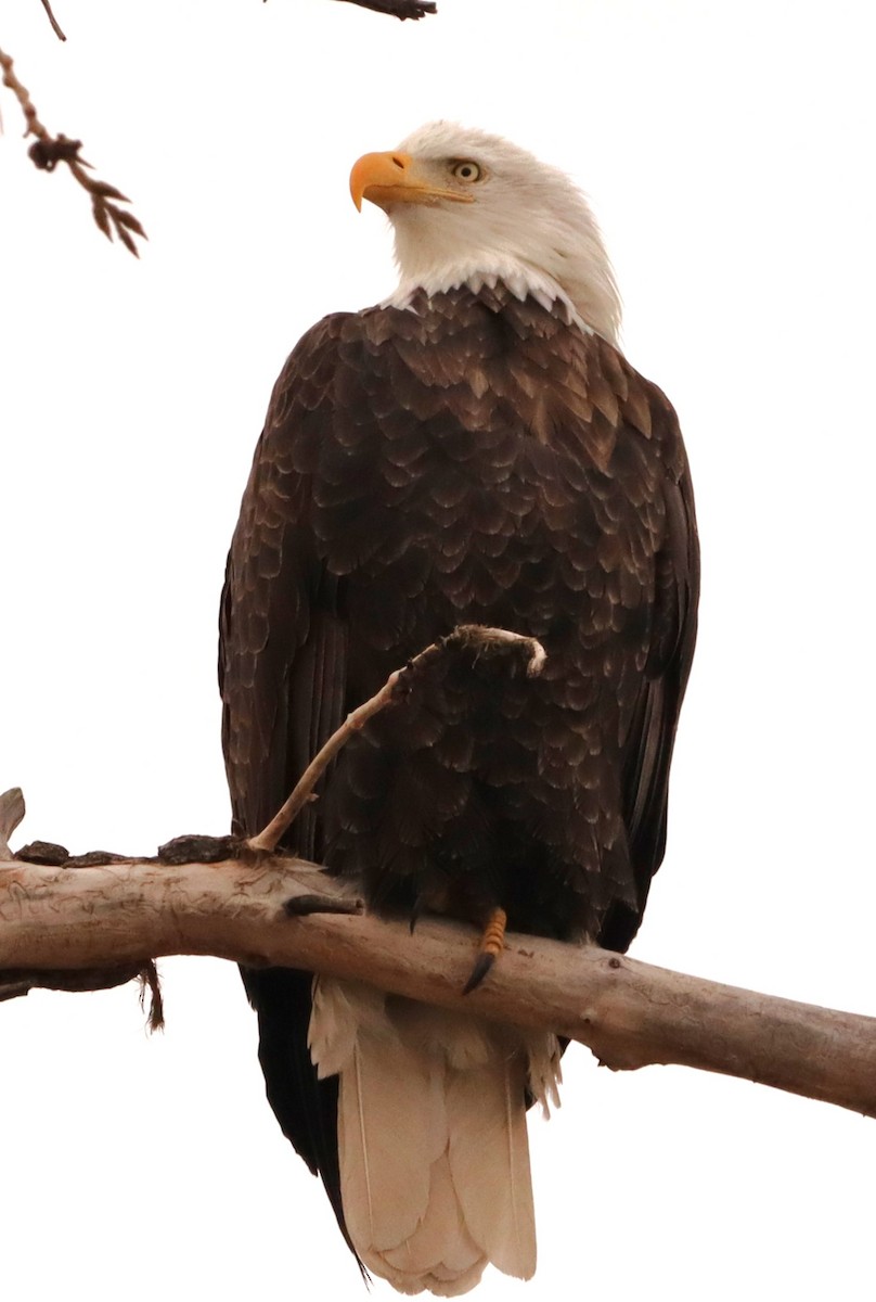 Bald Eagle - ML630199841