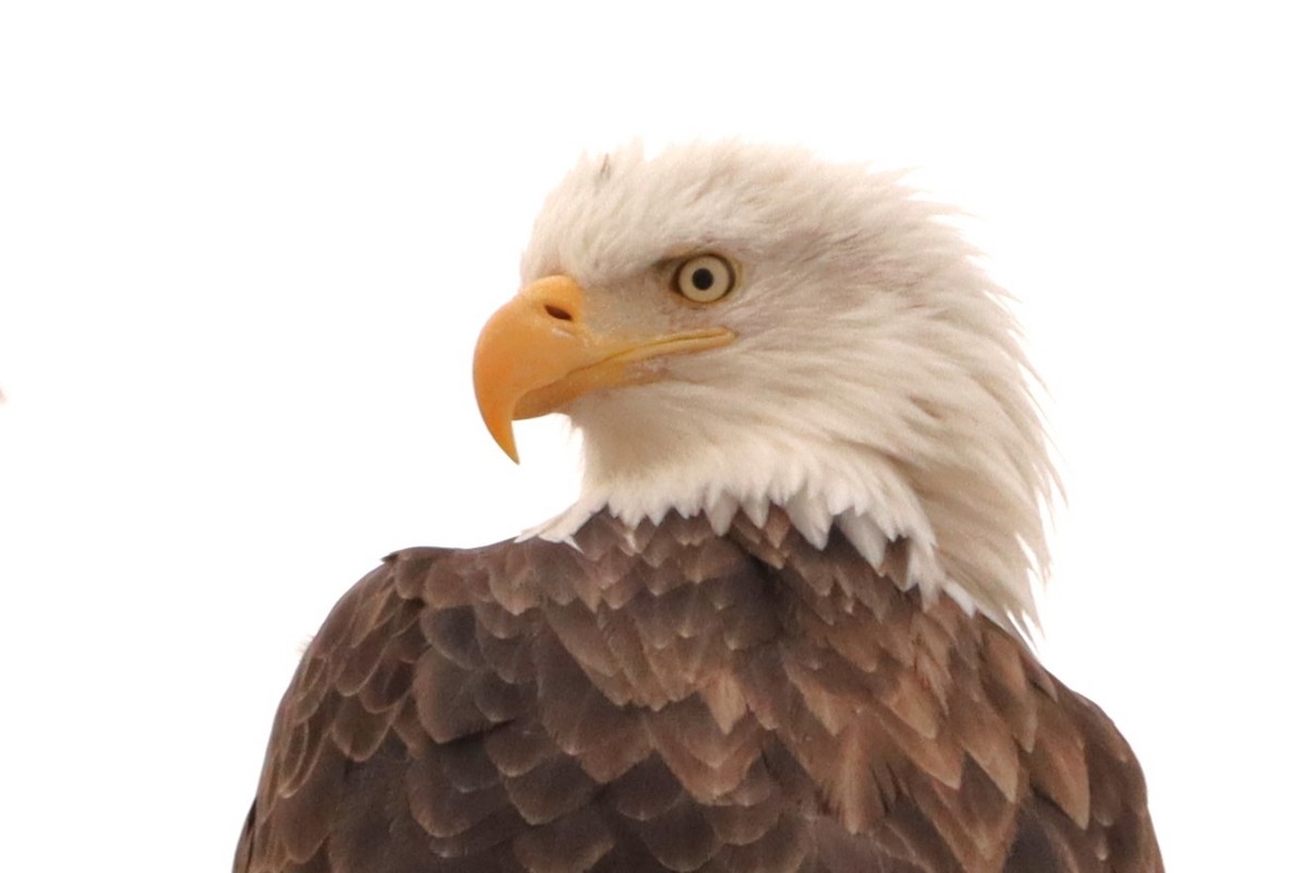 Bald Eagle - ML630199842