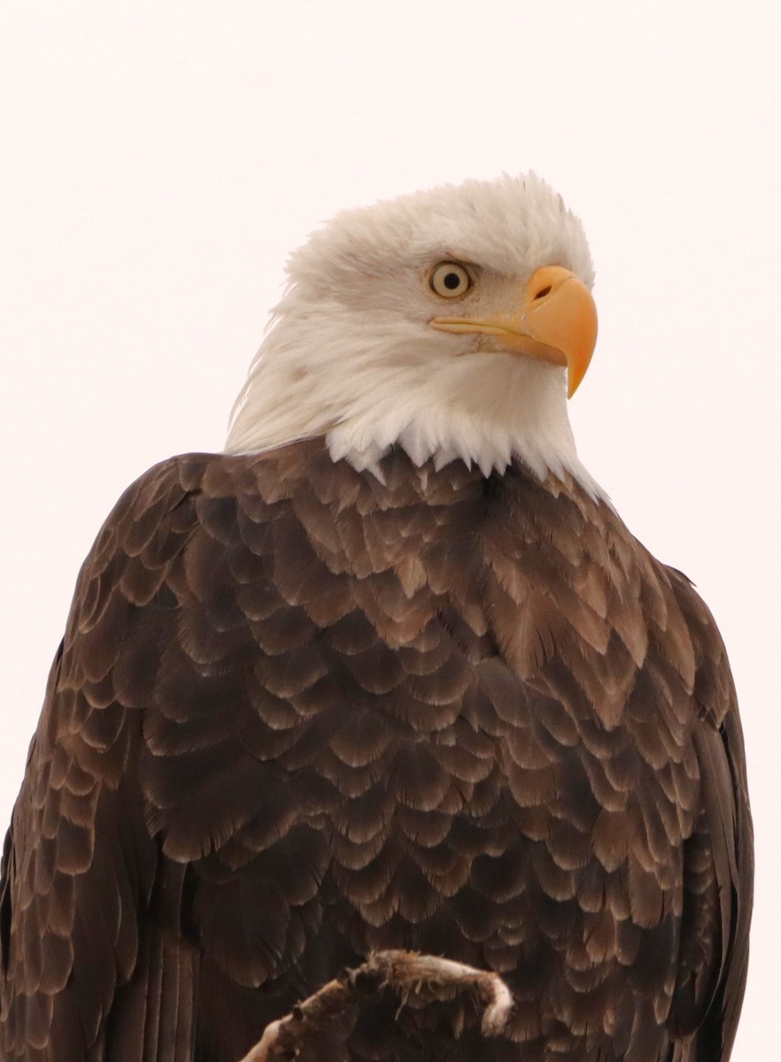 Bald Eagle - ML630199844