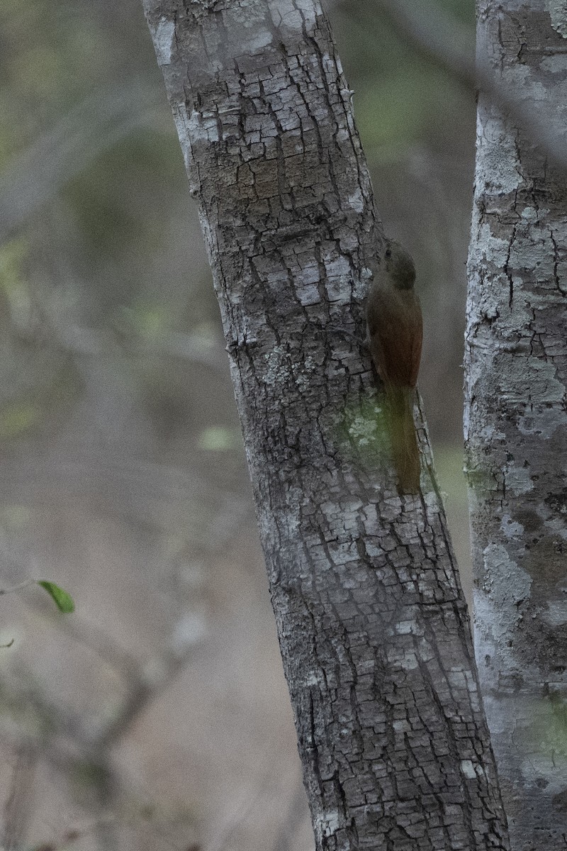 Olivaceous Woodcreeper - ML630200028