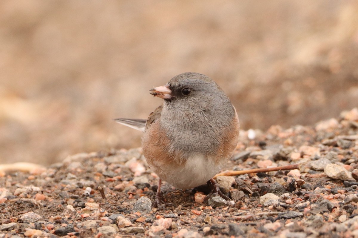 Юнко сірий - ML630200032