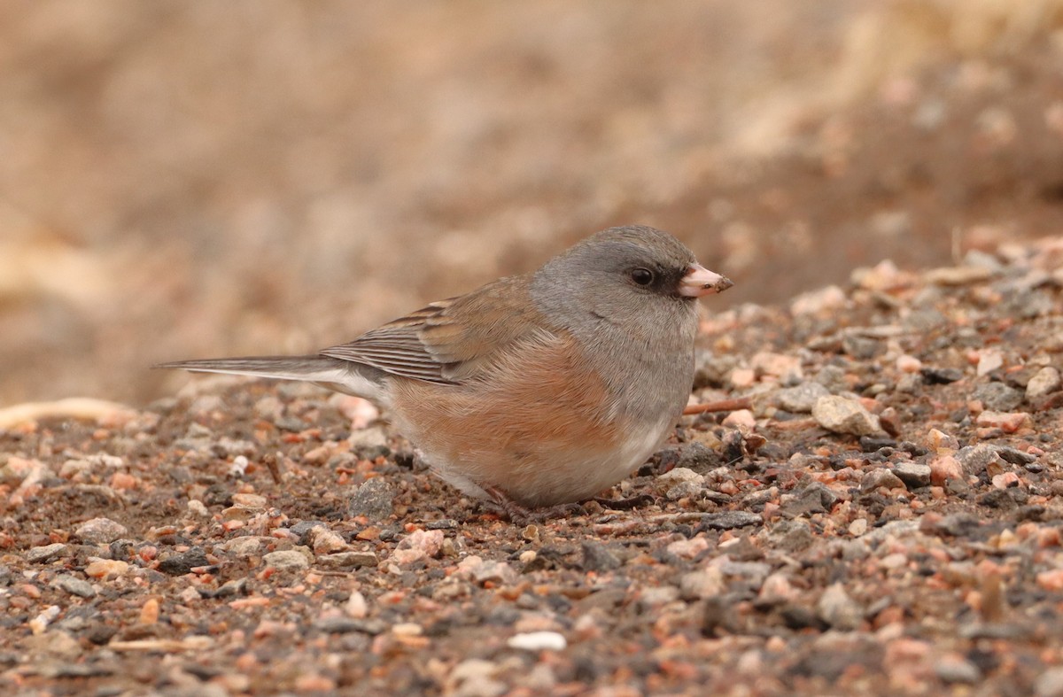 Юнко сірий - ML630200033