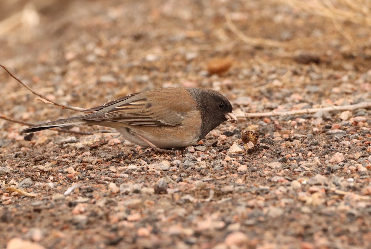 Юнко сірий - ML630200034