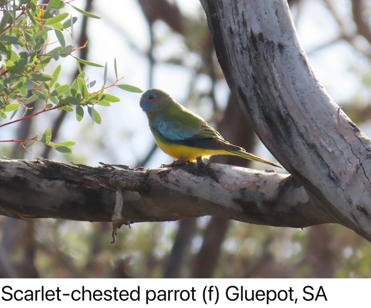 Scarlet-chested Parrot - ML630200158