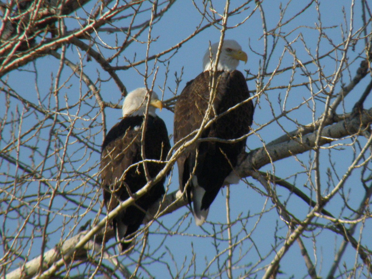 Bald Eagle - ML630200170