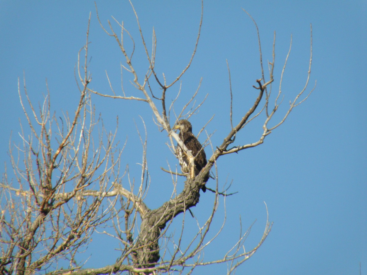 Bald Eagle - ML630200171