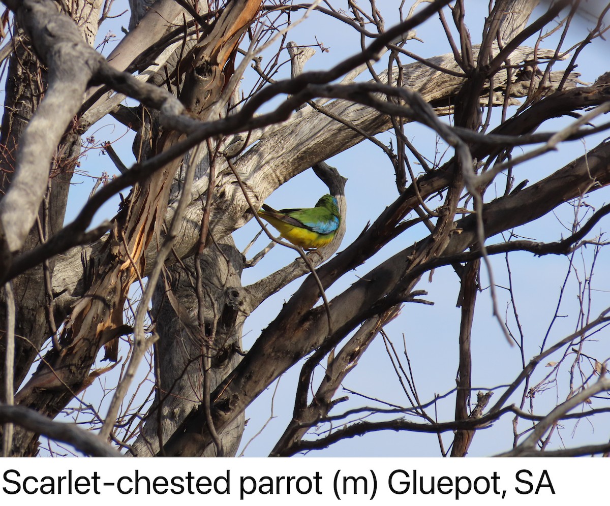 Scarlet-chested Parrot - ML630200179