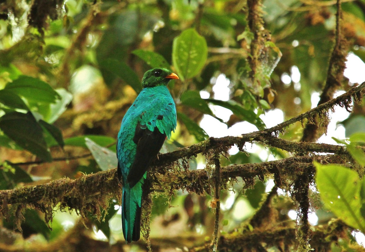 Quetzal doré - ML630200239