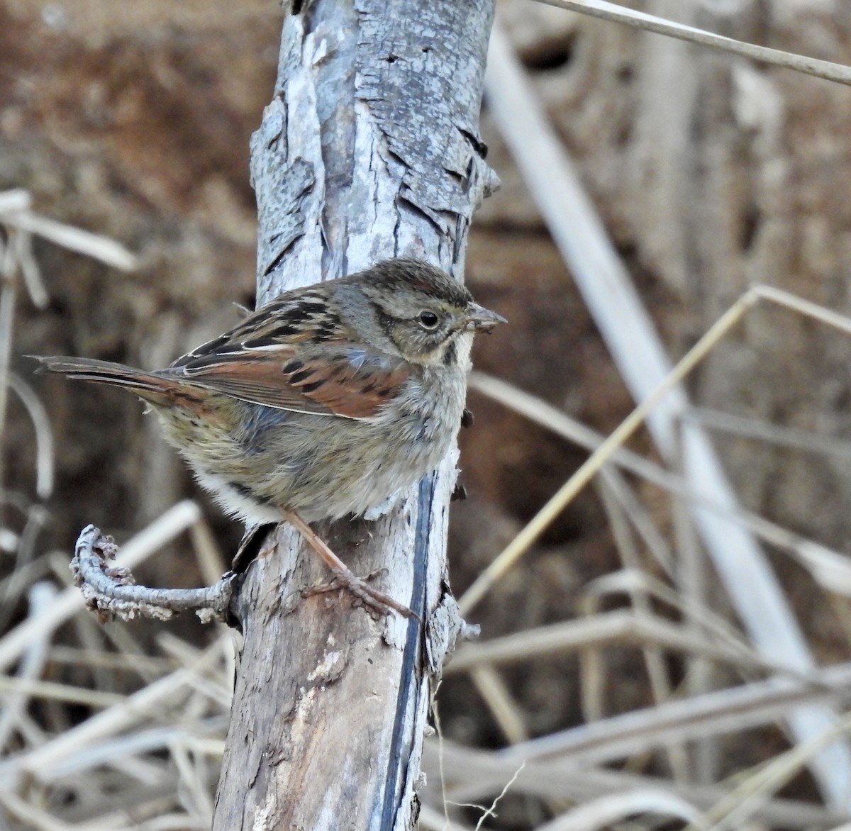 Swamp Sparrow - ML630200282