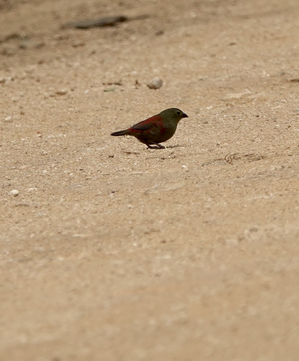 Red-faced Crimsonwing - ML630200367
