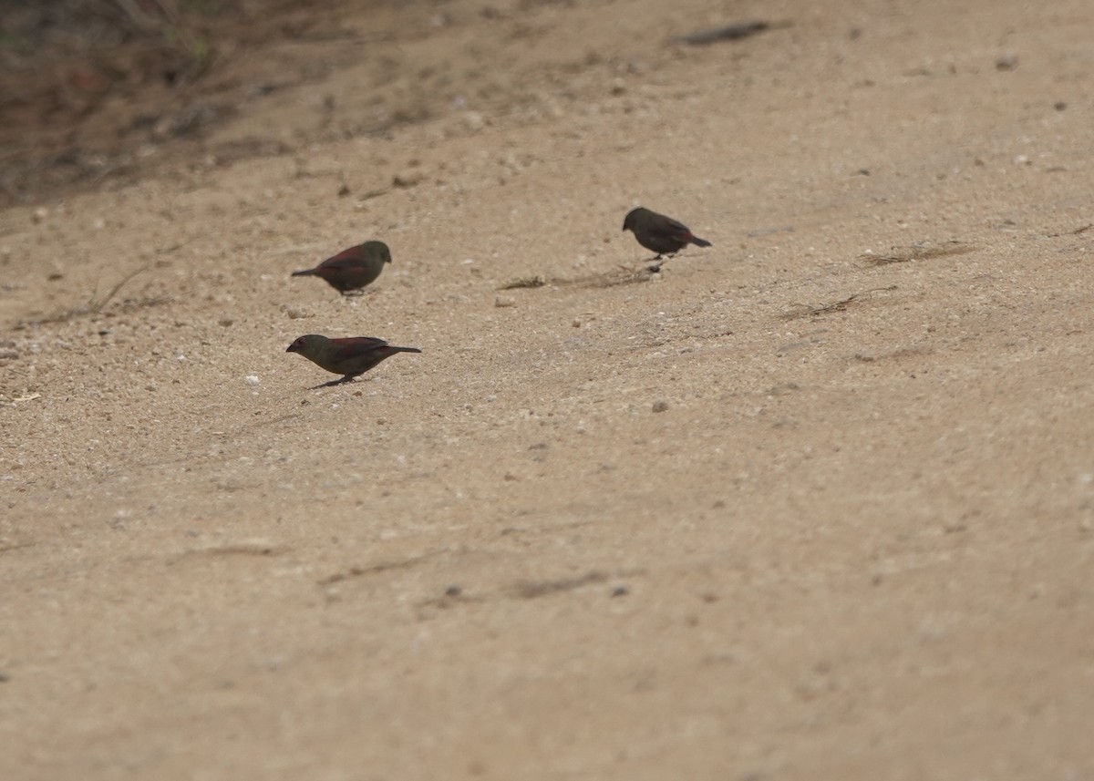 Red-faced Crimsonwing - ML630200372