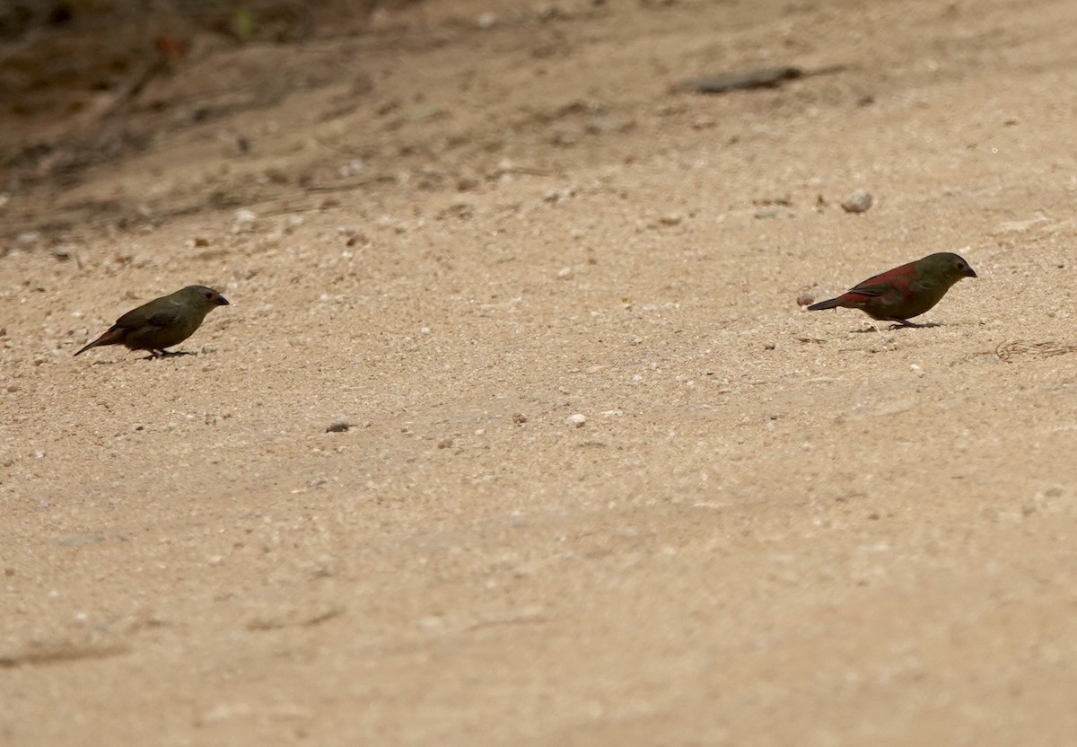 Red-faced Crimsonwing - ML630200376