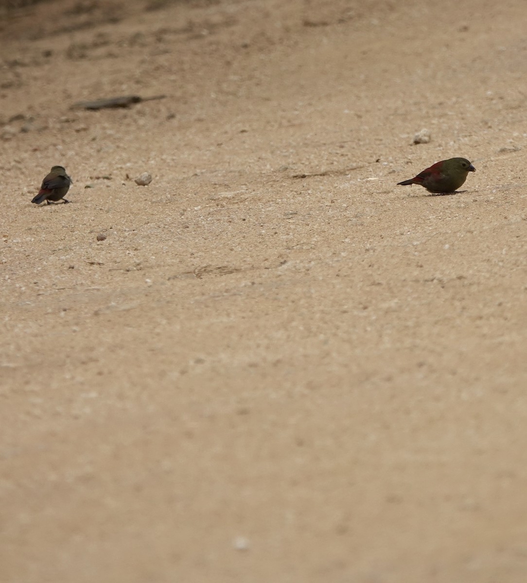 Red-faced Crimsonwing - ML630200377