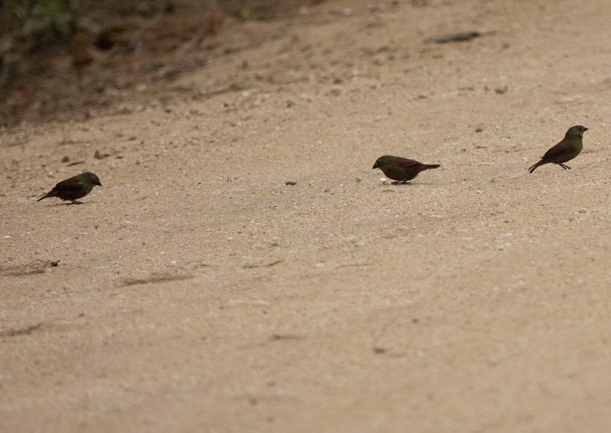 Red-faced Crimsonwing - ML630200378