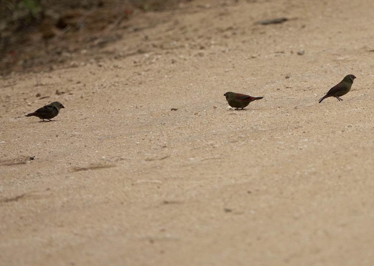 Red-faced Crimsonwing - ML630200379