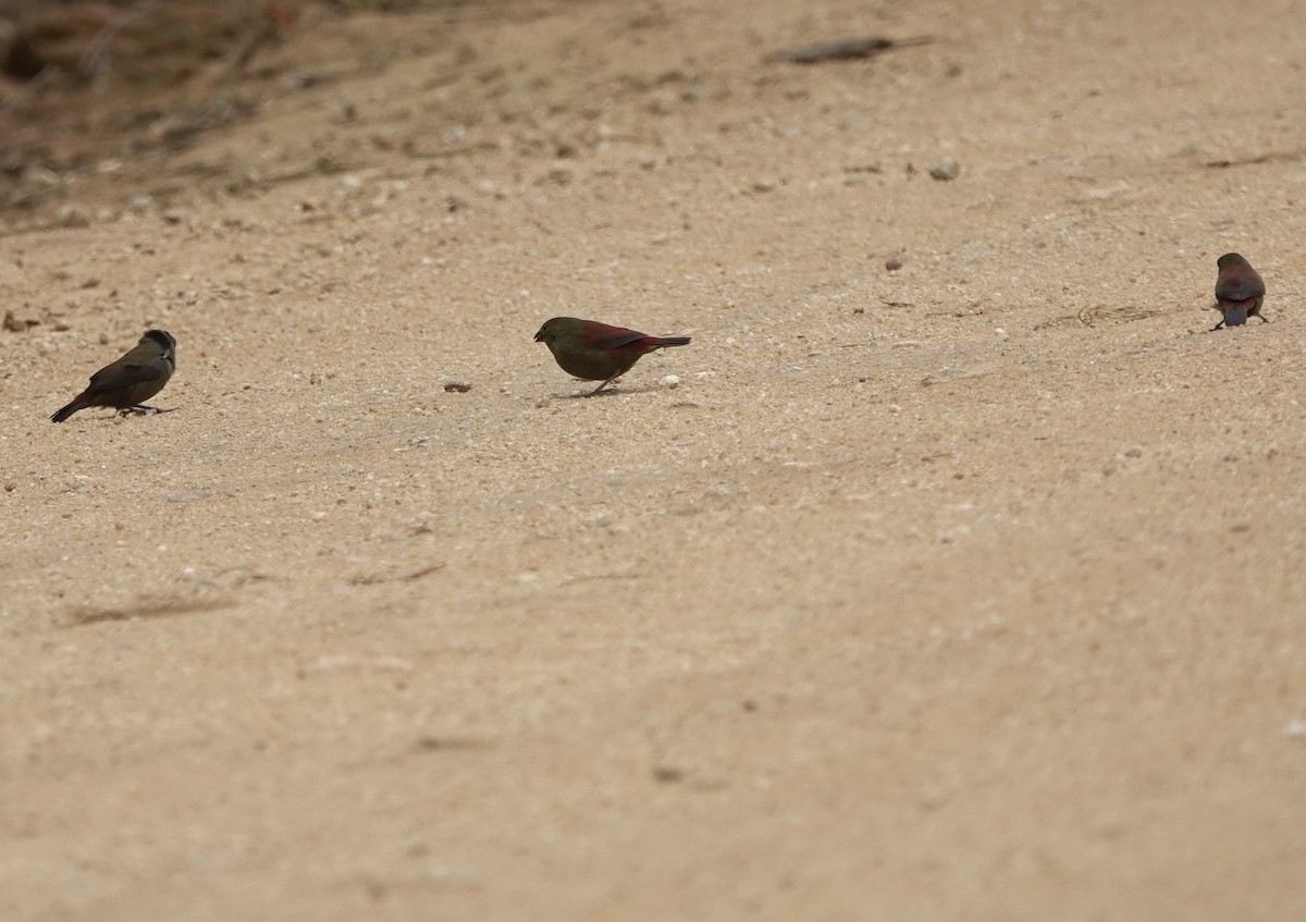 Red-faced Crimsonwing - ML630200380