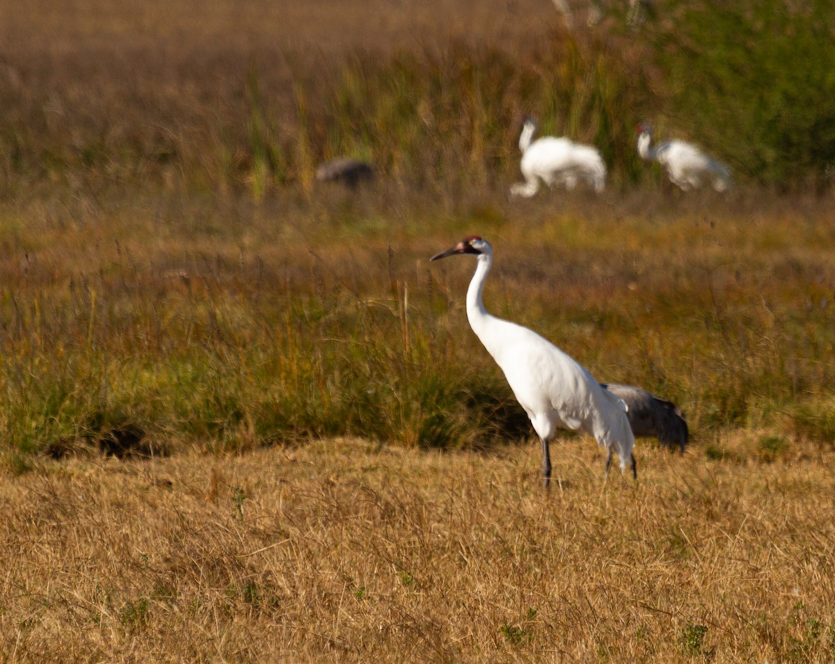 Whooping Crane - ML630200419