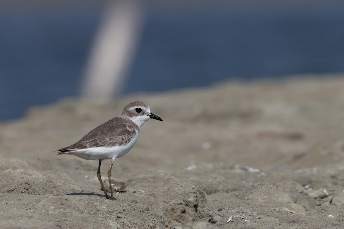 Tibetan Sand-Plover - ML630200463