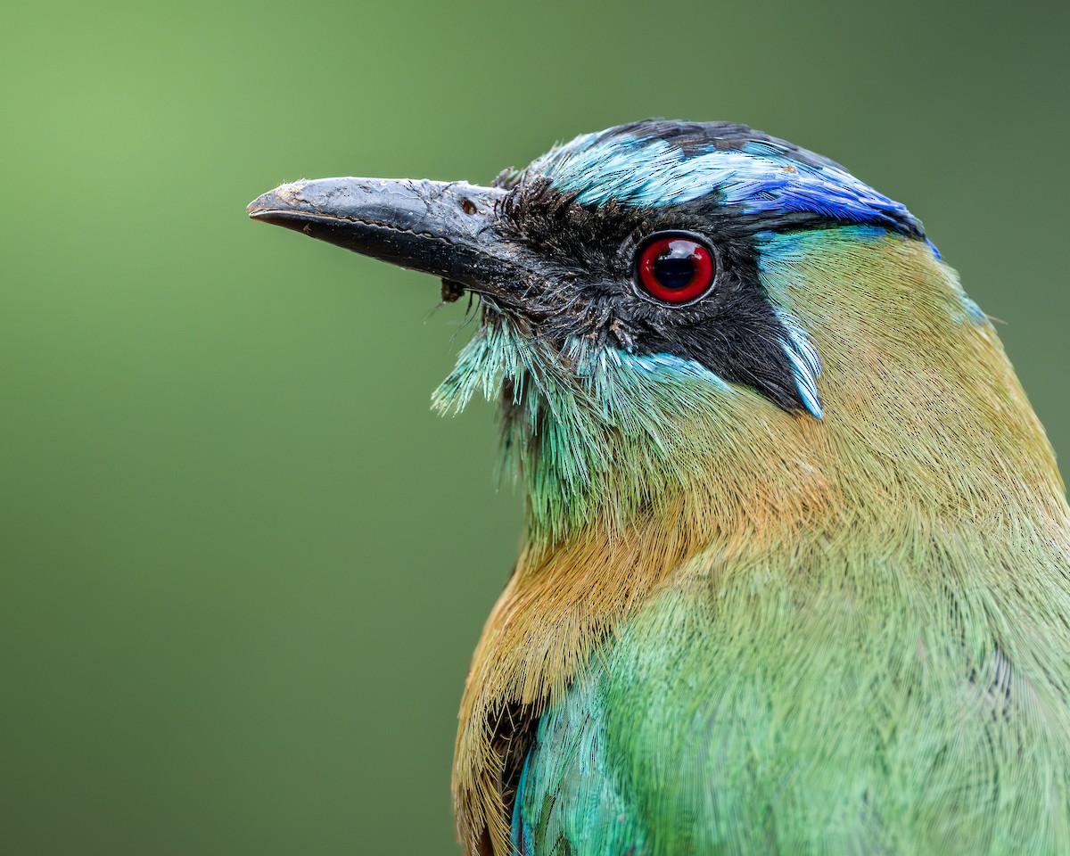 Lesson's Motmot - ML630200736
