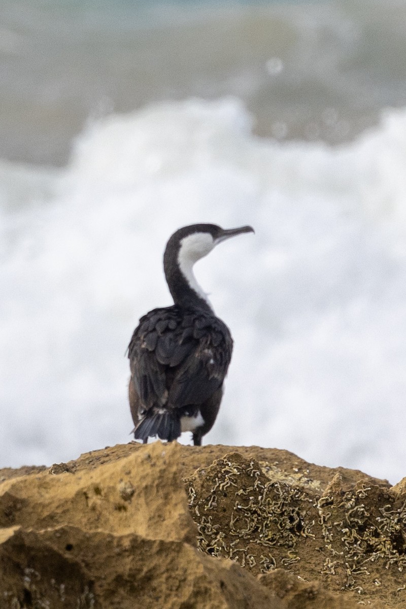 Black-faced Cormorant - ML630200819