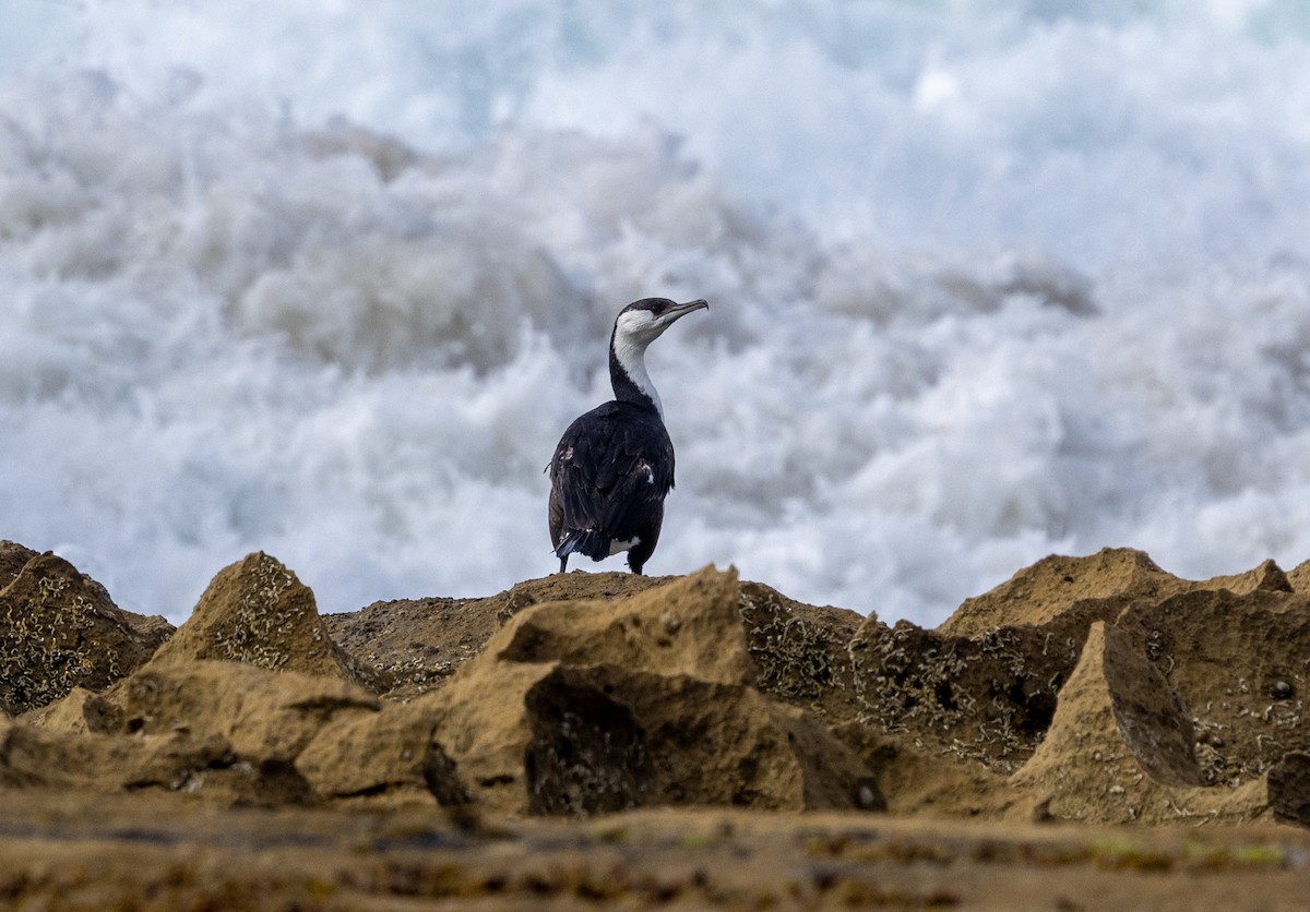Black-faced Cormorant - ML630200820