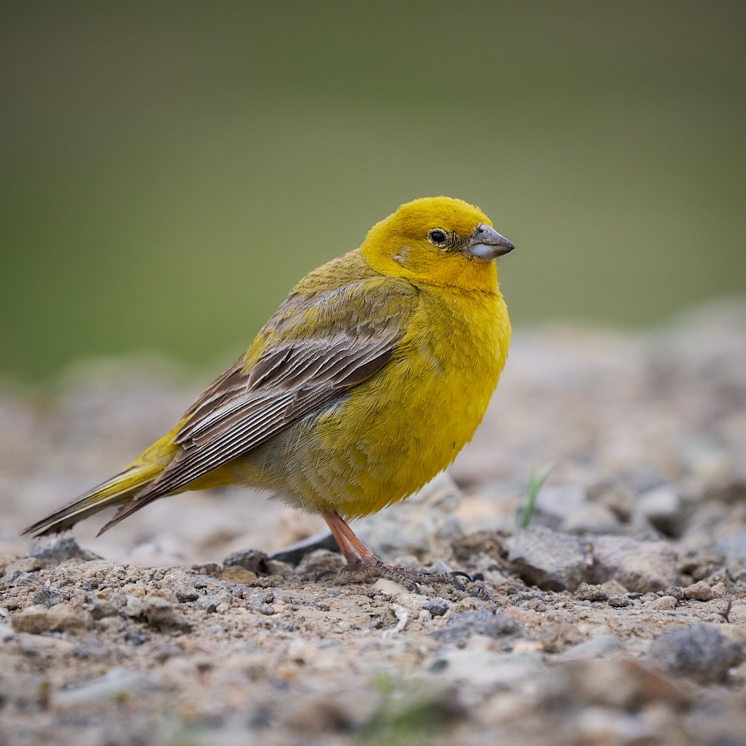 Greater Yellow-Finch - ML630200971