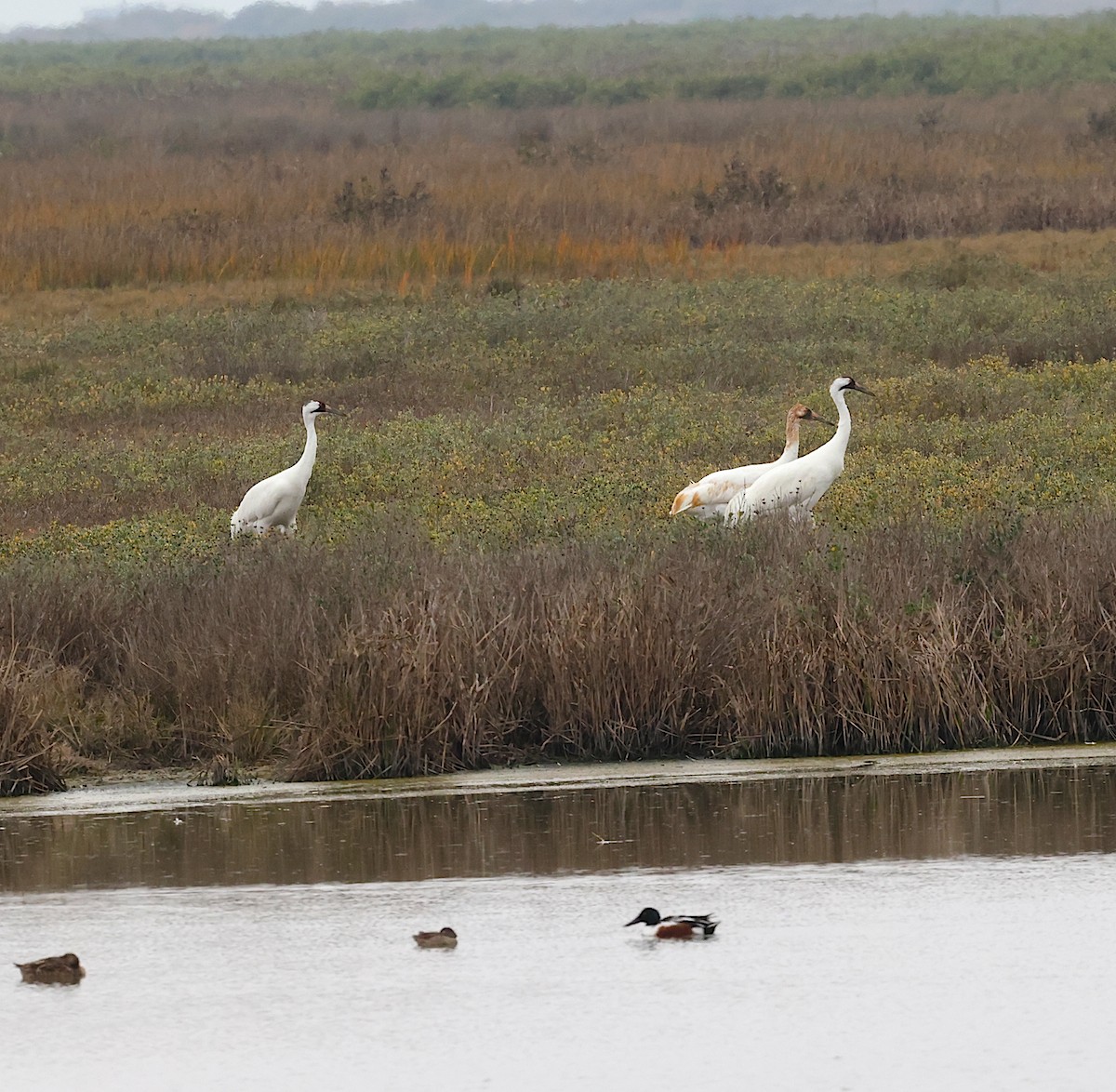 Whooping Crane - ML630201096