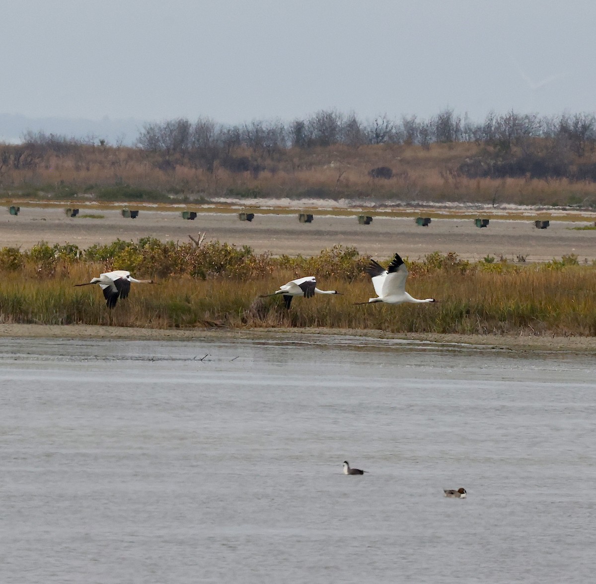 Whooping Crane - ML630201097