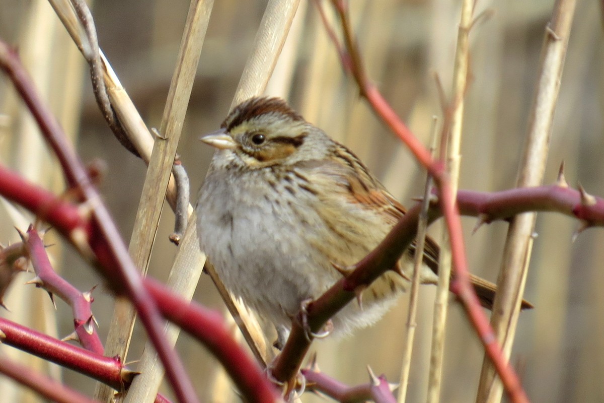 Swamp Sparrow - ML630201098