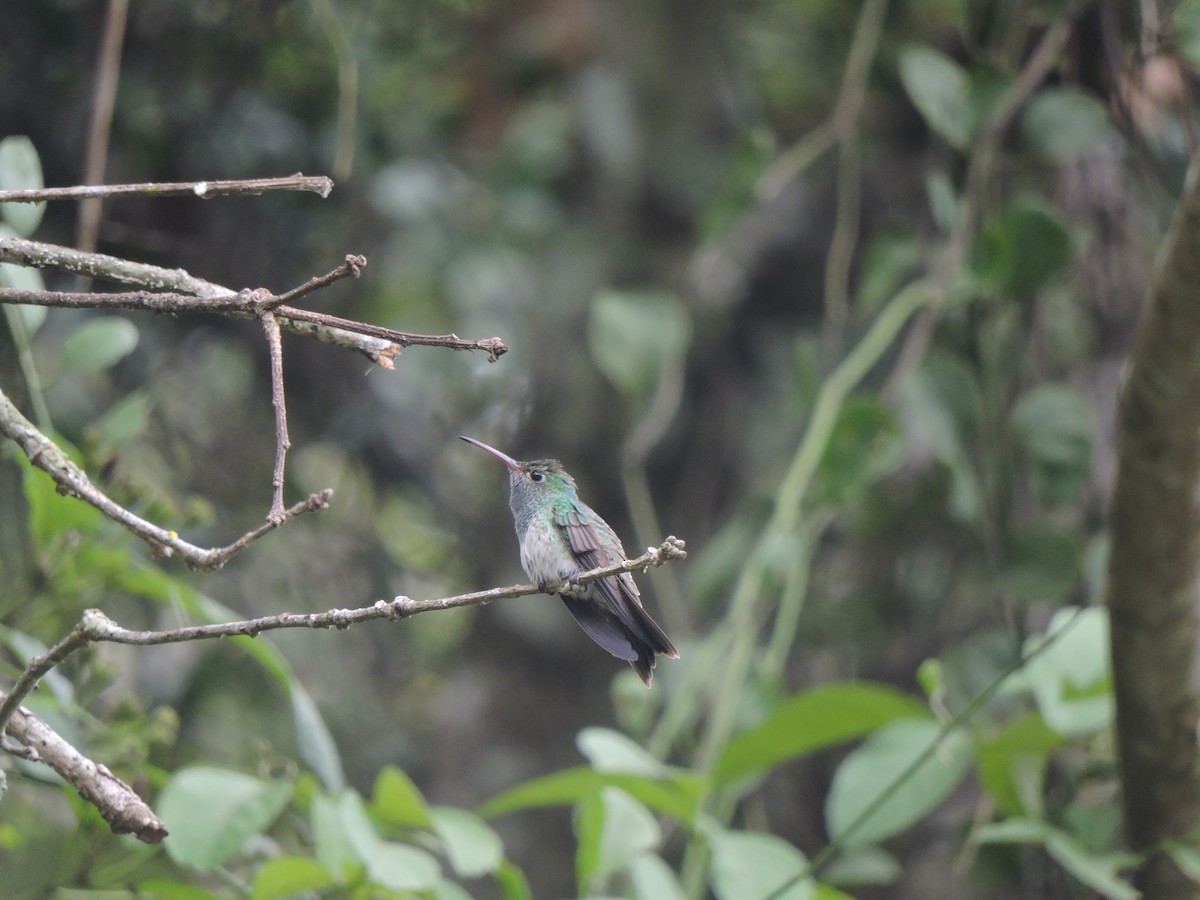 Honduran Emerald - ML630201129